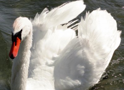 cygne jigsaw puzzle