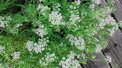 פאזל של alyssum