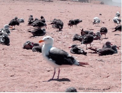 Western Gull jigsaw puzzle