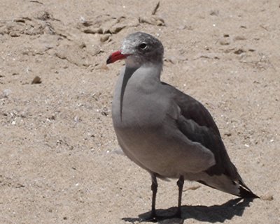 פאזל של Heerman 's Gull