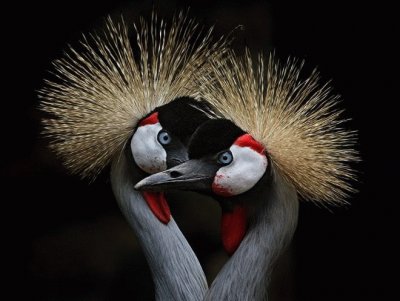 pajaros bellos