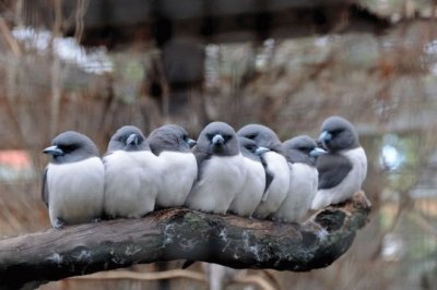 pajaros bellos