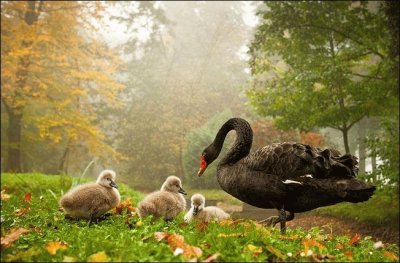 פאזל של pajaros bellos