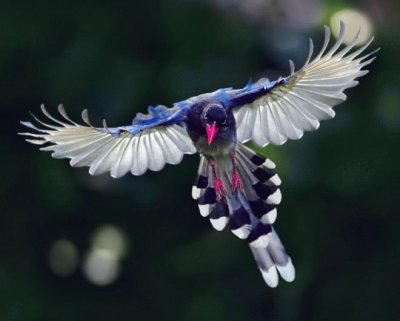 pajaros bellos