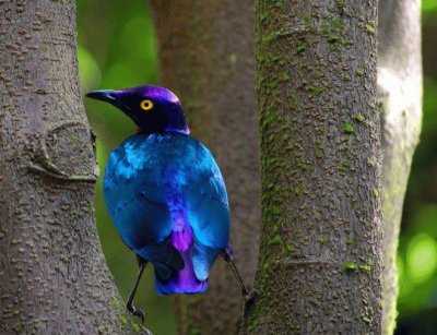 פאזל של pajaros bellos