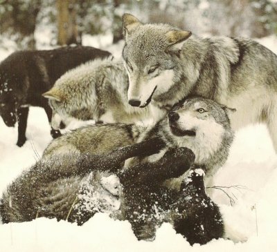 lobos jugando