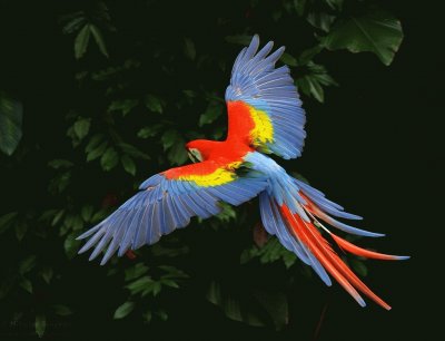 Guacamayo jigsaw puzzle