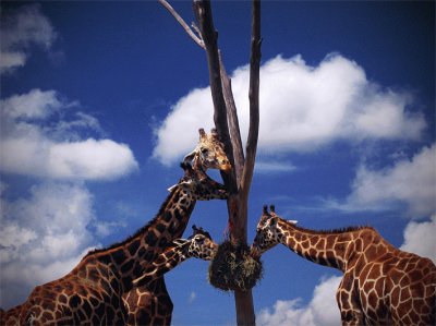 Girafas jigsaw puzzle