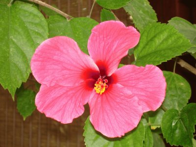 פאזל של hibiscus