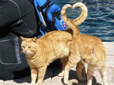 פאזל של amor gatuno