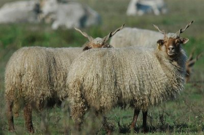 פאזל של oveja hungara