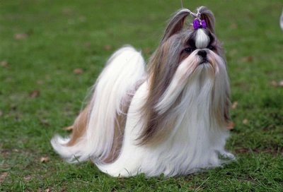 shi tzu