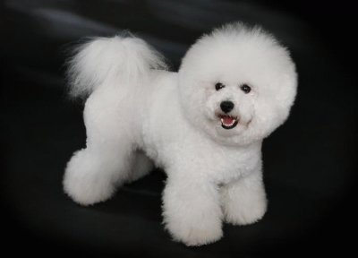 פאזל של perro bichon