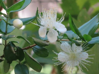 פאזל של myrtus communis