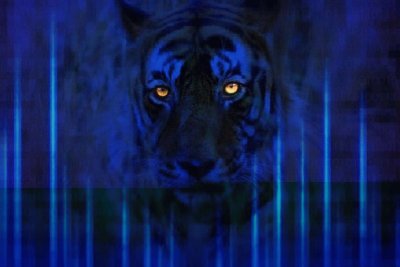 tigre bleu