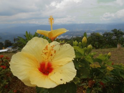 FLOR AMARILLA