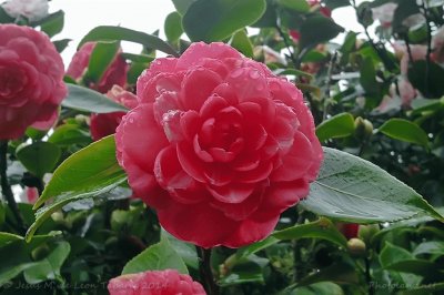 camelia roja jigsaw puzzle