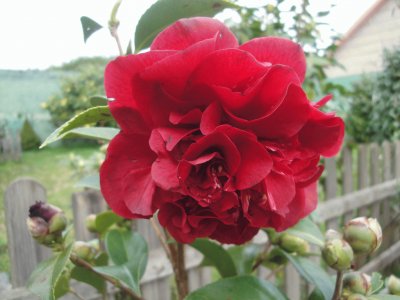 פאזל של flor roja