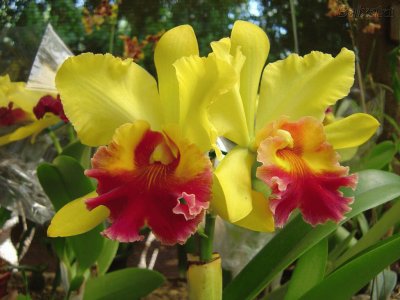 orquideas amarillas jigsaw puzzle