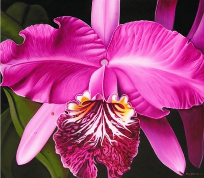 hermosa orquidea fucsia