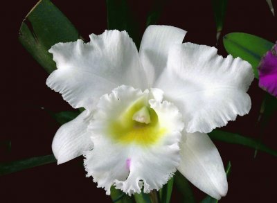 flor orquidea