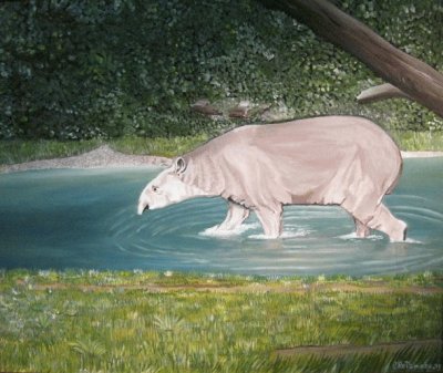 פאזל של TAPIR