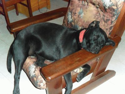 negra en descanso jigsaw puzzle