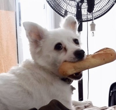 Tango se robo un pan