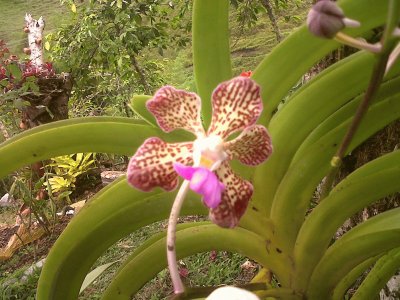 פאזל של orquidea