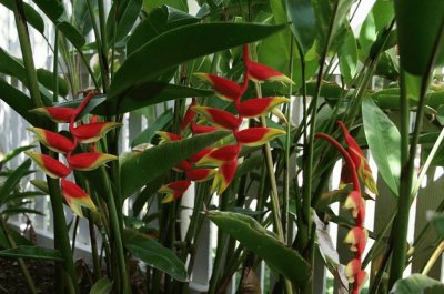 Heliconias jigsaw puzzle