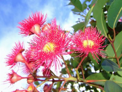 flor eucalyptus