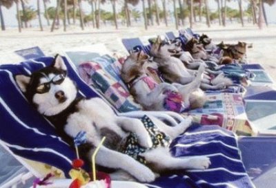 פאזל של perros tomando sol