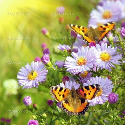 mariposas jigsaw puzzle