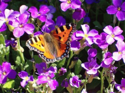 violetas y mariposa