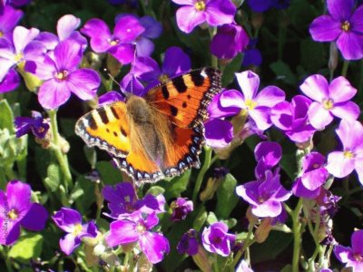 violetas y mariposa jigsaw puzzle