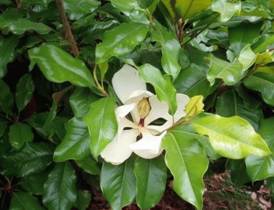 פאזל של magnolia
