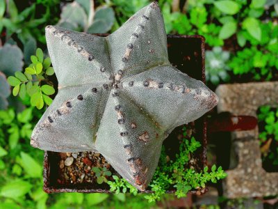 Cactus jigsaw puzzle