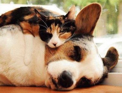 perro y gatito juntos