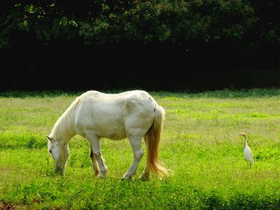 Horse and Bird