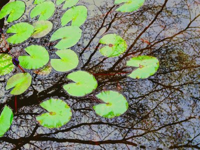 Lotus leaf jigsaw puzzle