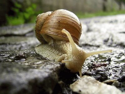 Schnecke