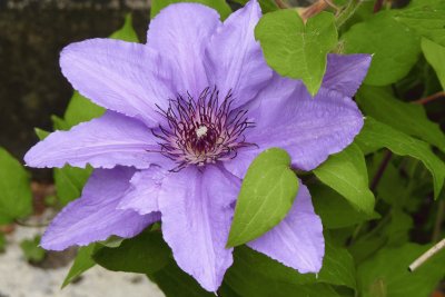 Clematis jigsaw puzzle