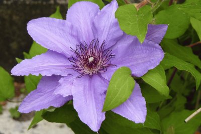 פאזל של Clematis