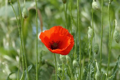 Mohn