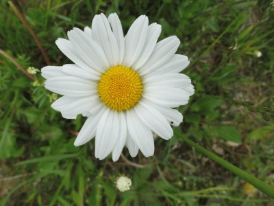 marguerite jigsaw puzzle