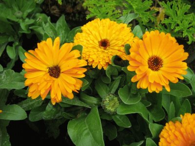 calendulas jigsaw puzzle