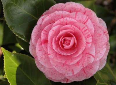 camelia jigsaw puzzle