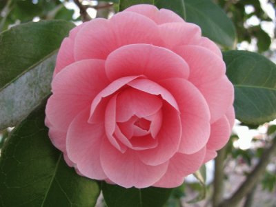 camelia