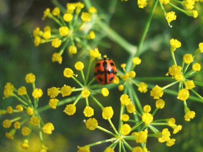 Flower jigsaw puzzle