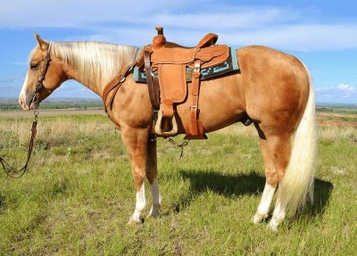 Caballo palomino jigsaw puzzle